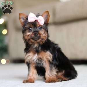 Layla, Yorkie Puppy